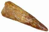 Fossil Pterosaur (Siroccopteryx) Tooth - Morocco #274251-1